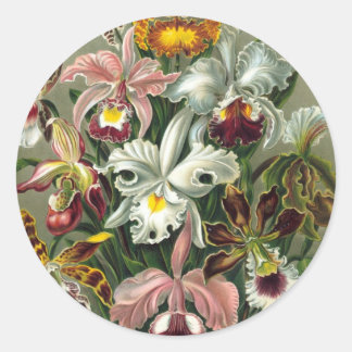 Ernst Haeckel - Orchidae ラウンドシール