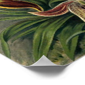 Ernst Haeckel - Orchideae ポスター (角)