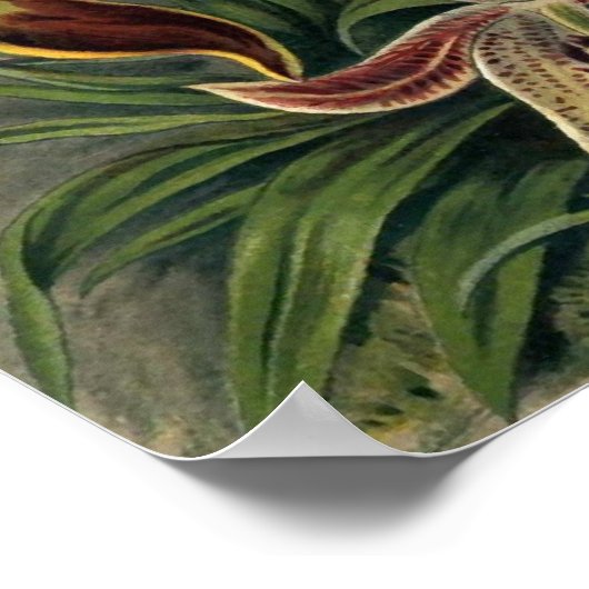 Ernst Haeckel - Orchideae ポスター (角)