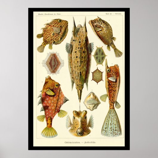 Ernst Haeckel Posterによる「Ostraciontes」 ポスター (正面)
