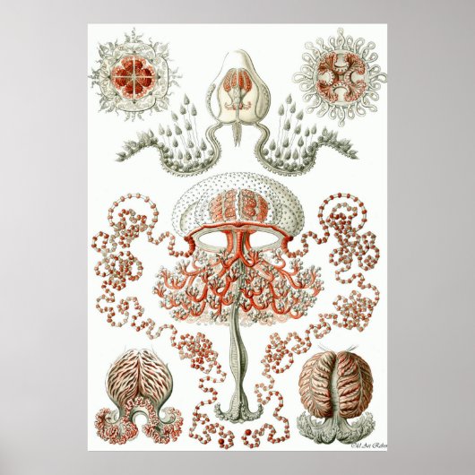 Ernst Haeckel Poster to Anthomedusae ポスター (正面)