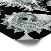 Ernst Haeckel Prosobranchia印象的なブラック&ホワイト ポスター (角)