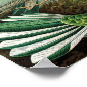 Ernst Haeckel - Trochilidae ポスター (角)