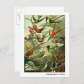 Ernst Haeckel Trochilidae Hummingbirds新しいアドレス 案内ポストカード (正面/裏面)