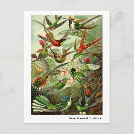 Ernst Haeckel Trochilidae Hummingbirds新しいアドレス 案内ポストカード (正面)