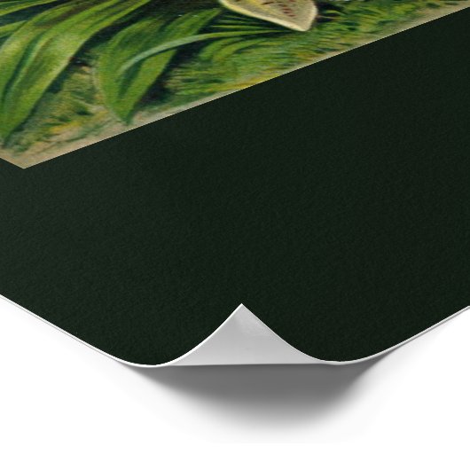 Ernst Haeckel's Orchidaceae Poster ポスター (角)