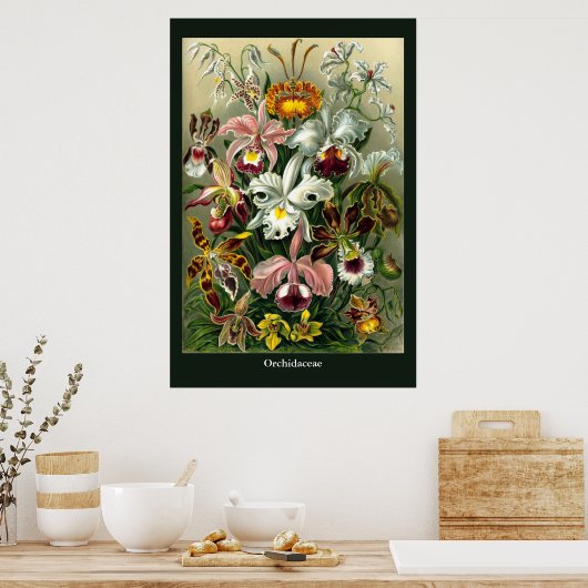 Ernst Haeckel's Orchidaceae Poster ポスター (キッチン)