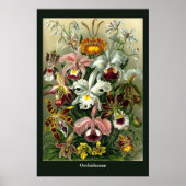 Ernst Haeckel's Orchidaceae Poster ポスター (正面)
