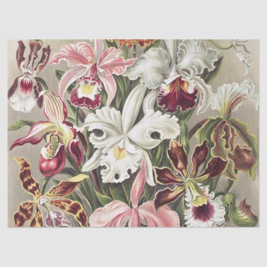 ErnstHaeckel Vintage Botanical Orchid Illustration 薄葉紙 (正面)