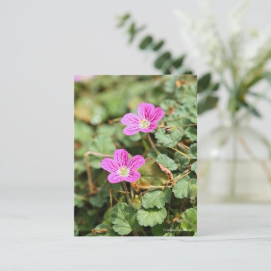 Erodium variabile [Postcard] ポストカード (スタンド正面)