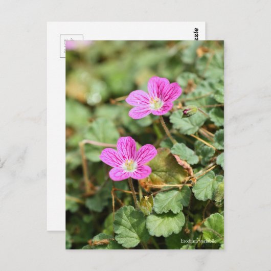 Erodium variabile [Postcard] ポストカード (正面/裏面)