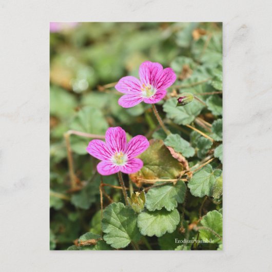 Erodium variabile [Postcard] ポストカード (正面)