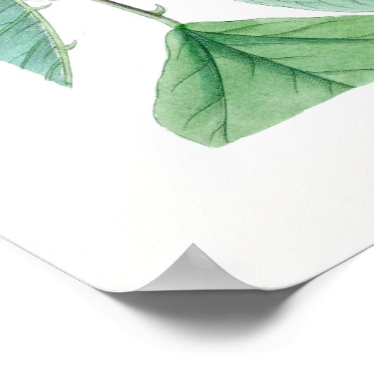 Erylina x bidwili 'Camdeni' ポスター (角)