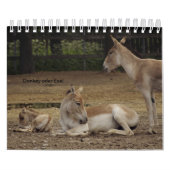 Esel oder Donkey als Kalender カレンダー (カバー)