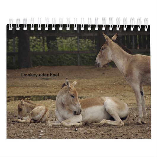 Esel oder Donkey als Kalender カレンダー (カバー)