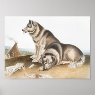 Esquimaux Dog (Canis familiaris) Illustration ポスター