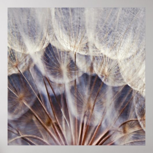 Ethereal Dandalionマクロ抽象芸術 ポスター (正面)