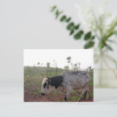 Ethiopian Brahman Cow Postcard ポストカード (スタンド正面)