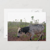 Ethiopian Brahman Cow Postcard ポストカード (正面/裏面)