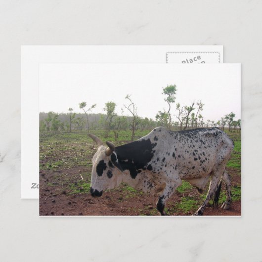 Ethiopian Brahman Cow Postcard ポストカード (正面/裏面)