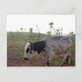 Ethiopian Brahman Cow Postcard ポストカード (正面)