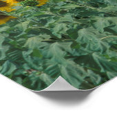 EU、フランス、プロヴァンス、ひまわり畑 ポスター (角)