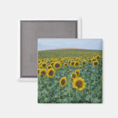 EU、フランス、プロヴァンス、ひまわり畑 マグネット (正面/裏面)