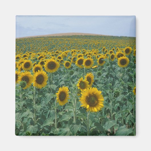 EU、フランス、プロヴァンス、ひまわり畑 マグネット (正面)