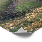 EU,フランス,プロヴァンス,ラベンダーフィールド2 ポスター (角)