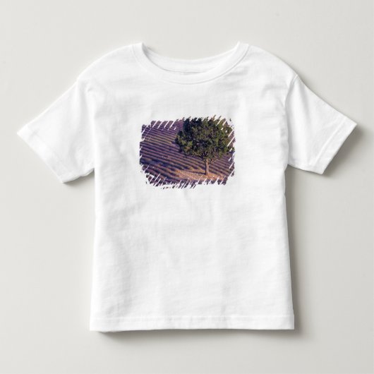 EU, フランス, プロヴァンス, ラベンダー畑 トドラーTシャツ (正面)