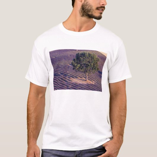 EU, フランス, プロヴァンス, ラベンダー畑 Tシャツ (正面)
