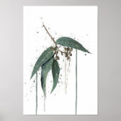 Eucalyptus’ (Australian) ポスター (正面)