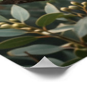 Eucalyptus Koala Calm ポスター (角)