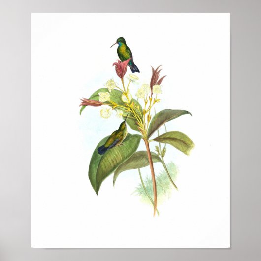 Eucephala caerulea (Blue-chinned Sapphire) ポスター (正面)