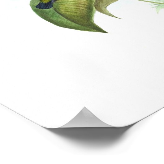 Eucephala caerulea (Blue-chinned Sapphire) ポスター (角)