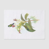 Eucephala caerulea (Blue-chinned Sapphire) 薄葉紙 (正面)