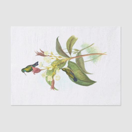 Eucephala caerulea (Blue-chinned Sapphire) 薄葉紙 (正面)