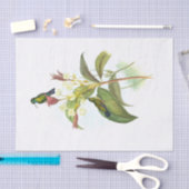 Eucephala caerulea (Blue-chinned Sapphire) 薄葉紙 (クラフト)