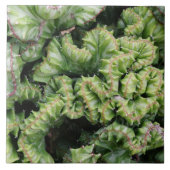 Euphorbia タイル (正面)