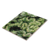 Euphorbia タイル (側面)