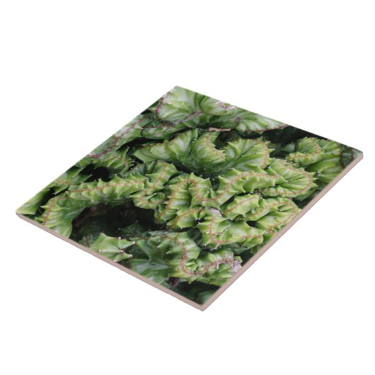 Euphorbia タイル (側面)