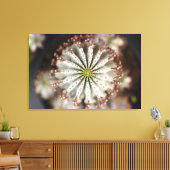 Euphorbia polygona 'Snowflake'キャンバス印刷 キャンバスプリント (インサイチュ (リビング))