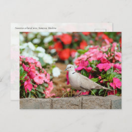 Eurasian Collared Dove in Santana Garden, Madeira  ポストカード