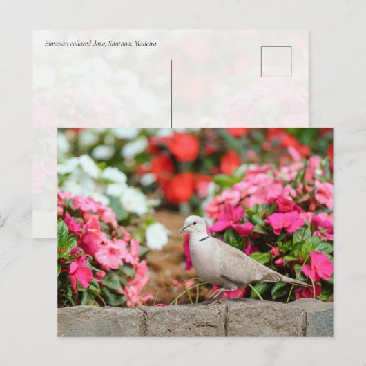 Eurasian Collared Dove in Santana Garden, Madeira  ポストカード (正面/裏面)