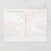 Eurasian Collared Dove in Santana Garden, Madeira  ポストカード (裏面)