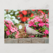 Eurasian Collared Dove in Santana Garden, Madeira  ポストカード (正面)