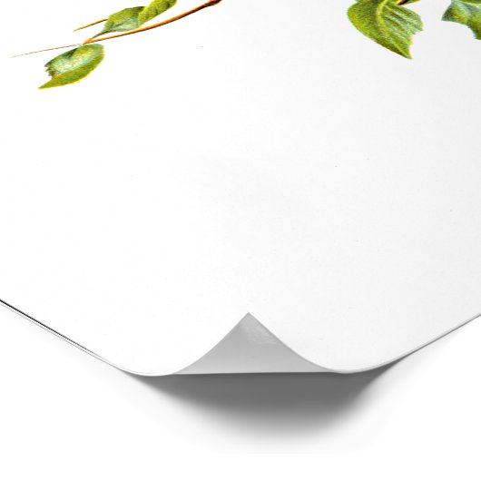 Eurasian Golden Oriole bird ポスター (角)