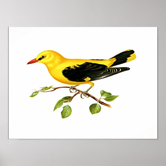Eurasian Golden Oriole bird ポスター (正面)