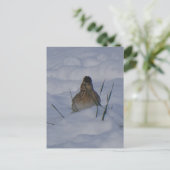 Eurasian Skylark Bird Close Up DIY Postcard シーズンポストカード (スタンド正面)