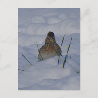 Eurasian Skylark Bird Close Up DIY Postcard シーズンポストカード
